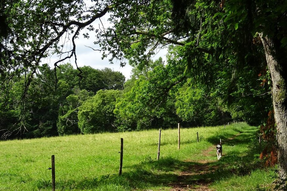 OT Noblat - Chemin - circuit du Prieuré de l'Artige.jpg_1