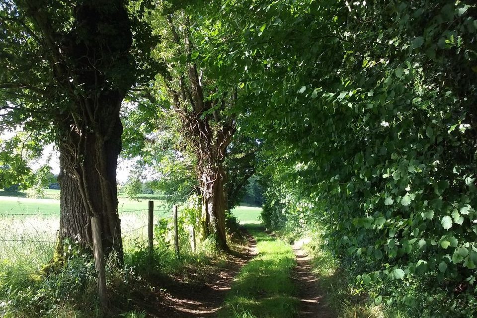 OT Noblat - Chemin - circuit du Prieuré de l'Artige_1