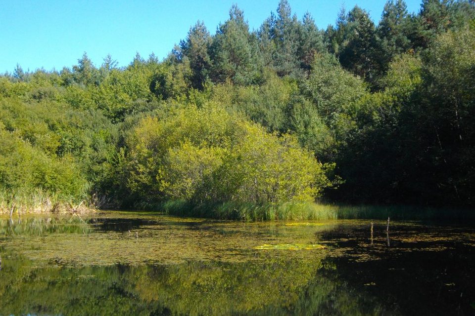 Vuegenerale_Neuvic_foret_HCC_GSalat_1