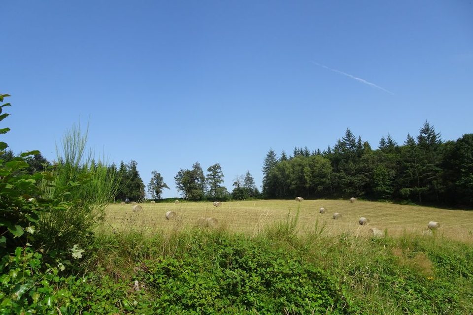 DSC02434_1