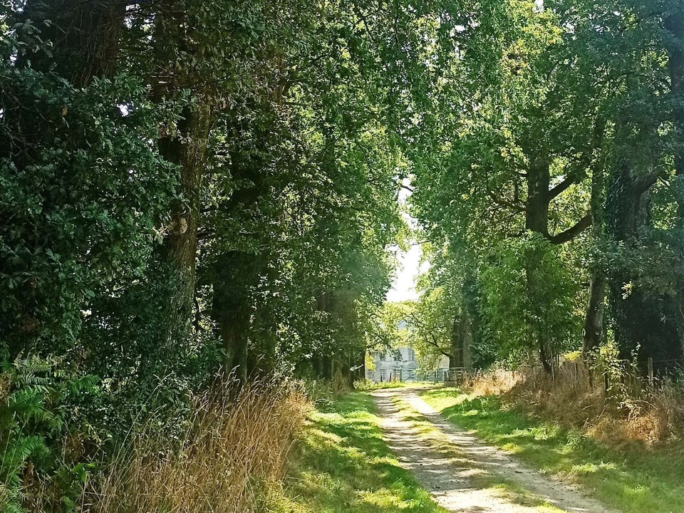 Allée de chênes - La Vialle