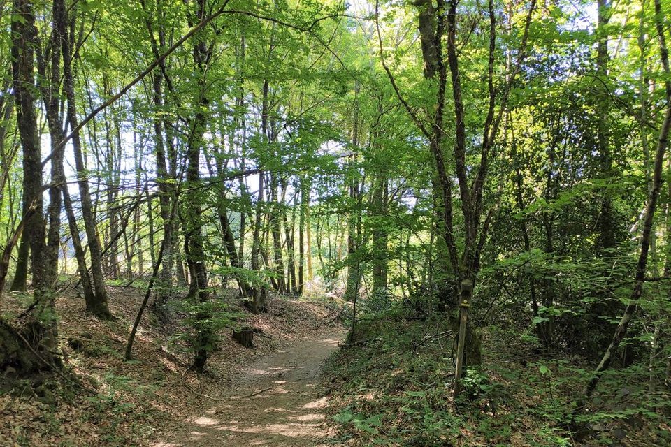 Bois de Duveix