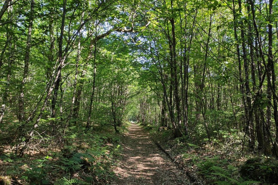 Dans la forêt prêt des Céréjauds