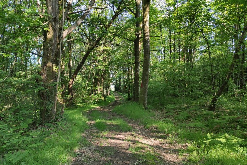 Dans le chemin du bois de Fleurat