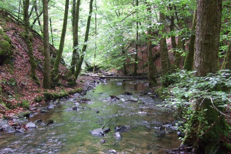 Ruisseau de St Merd_1