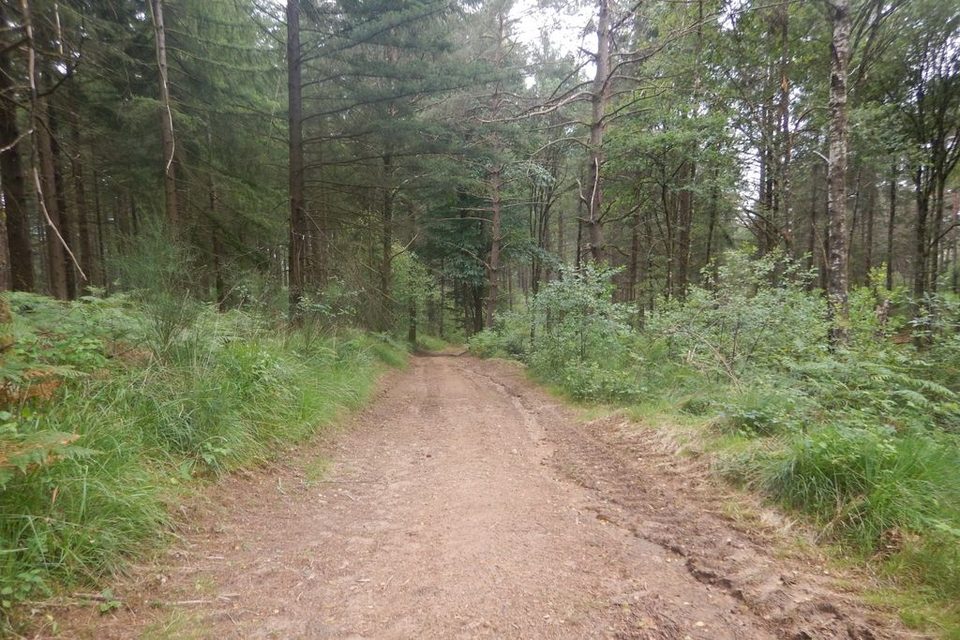 Chemin forestier