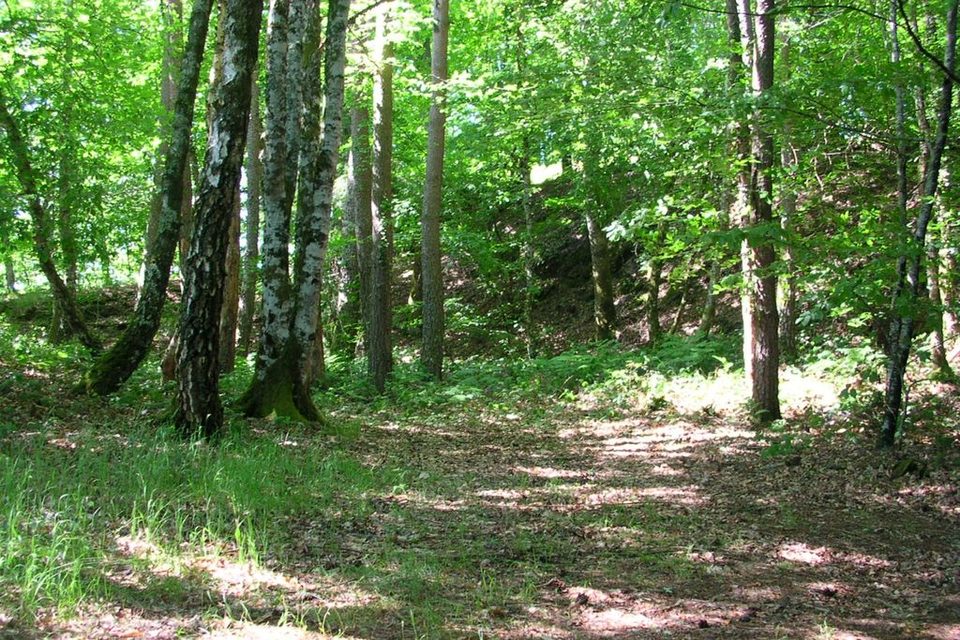 Chemin forestier