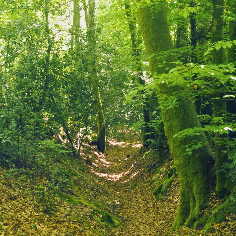 Chemin creux entre la Farge et Bospertus