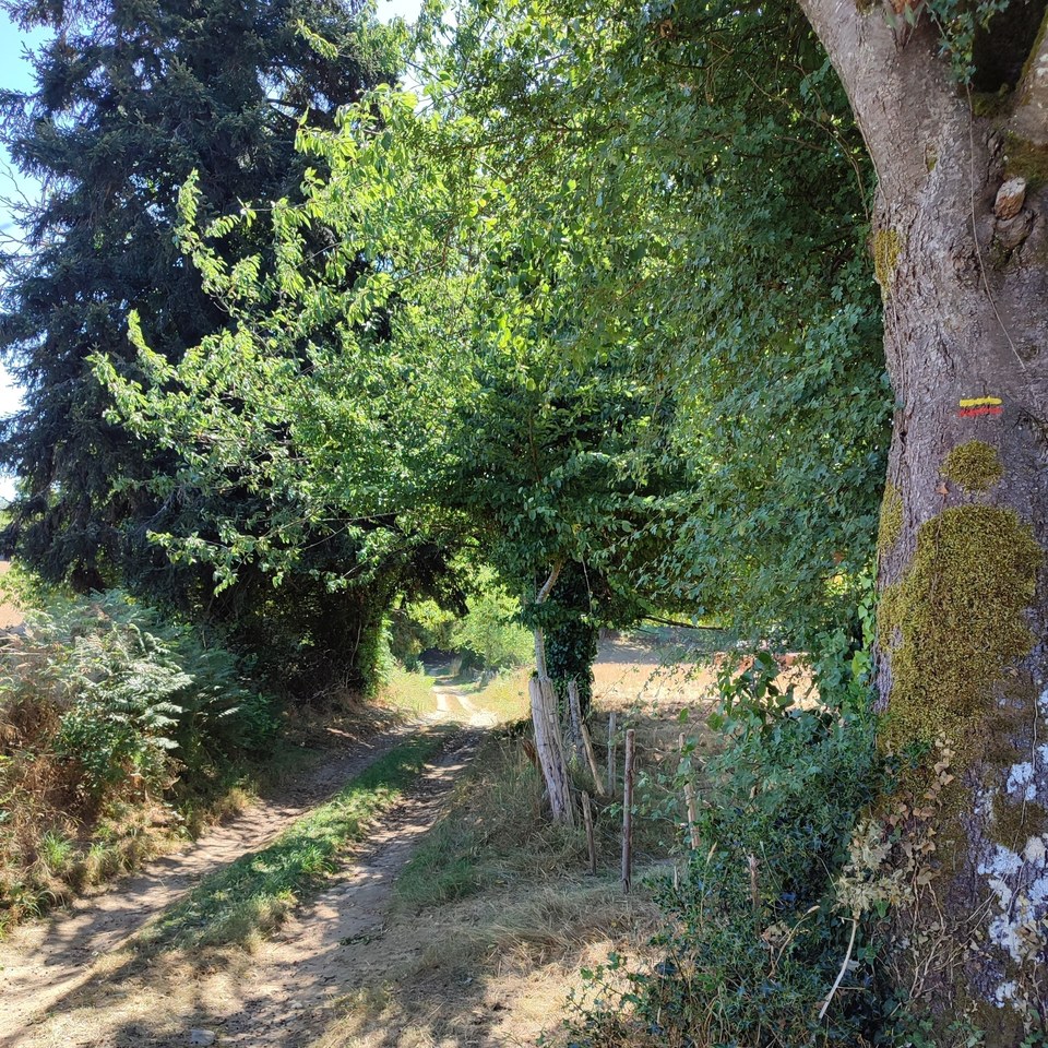 Chemin forestier du Bois du Curé