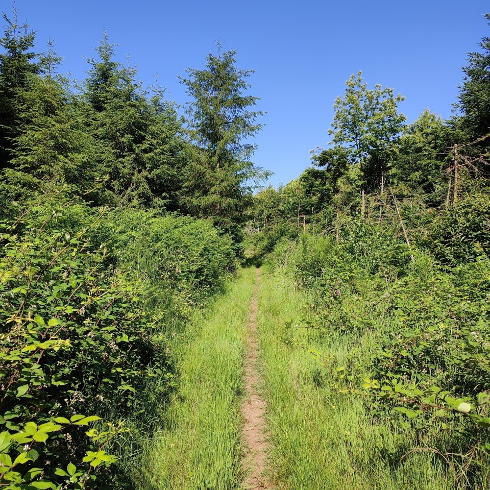 Chemin de Golas bordé de bruyères