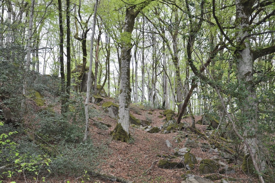 Bois Peyre
