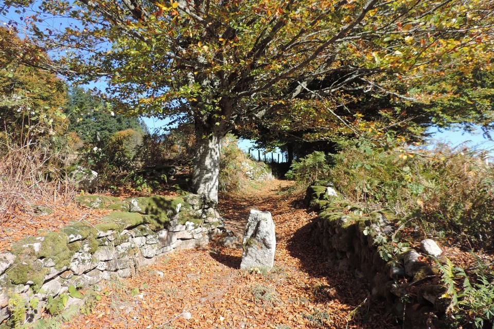 Chemin de découverte de la Tourbière de Négarioux - Malsagne