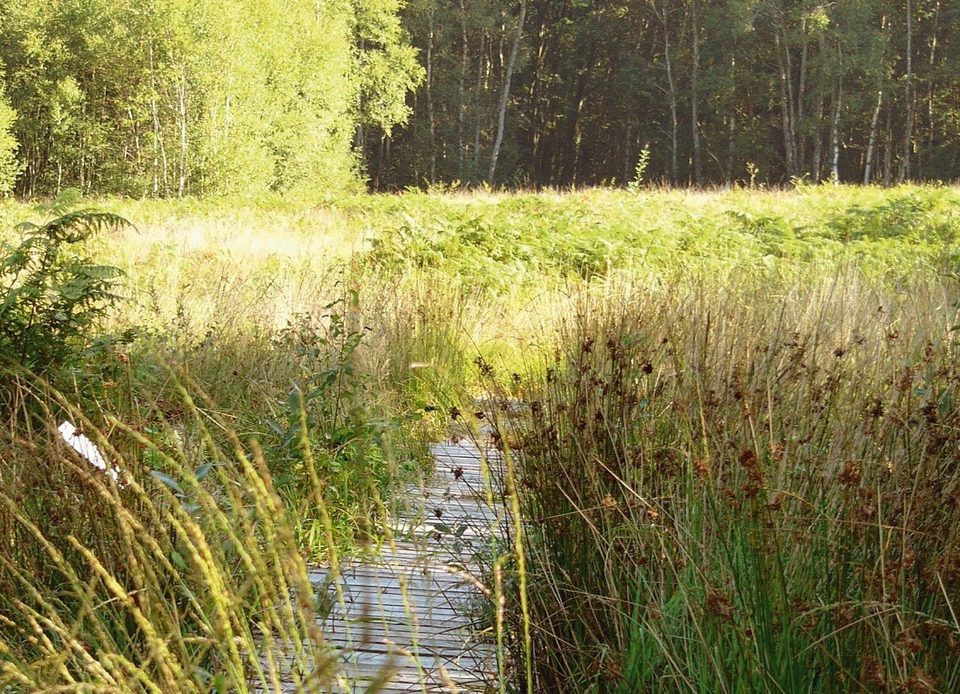 Tourbières des Petits Riaux, Espace Naturel Sensible de l'Orne