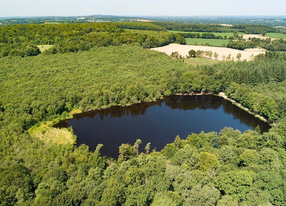 Etang de la lande forêt au Grais