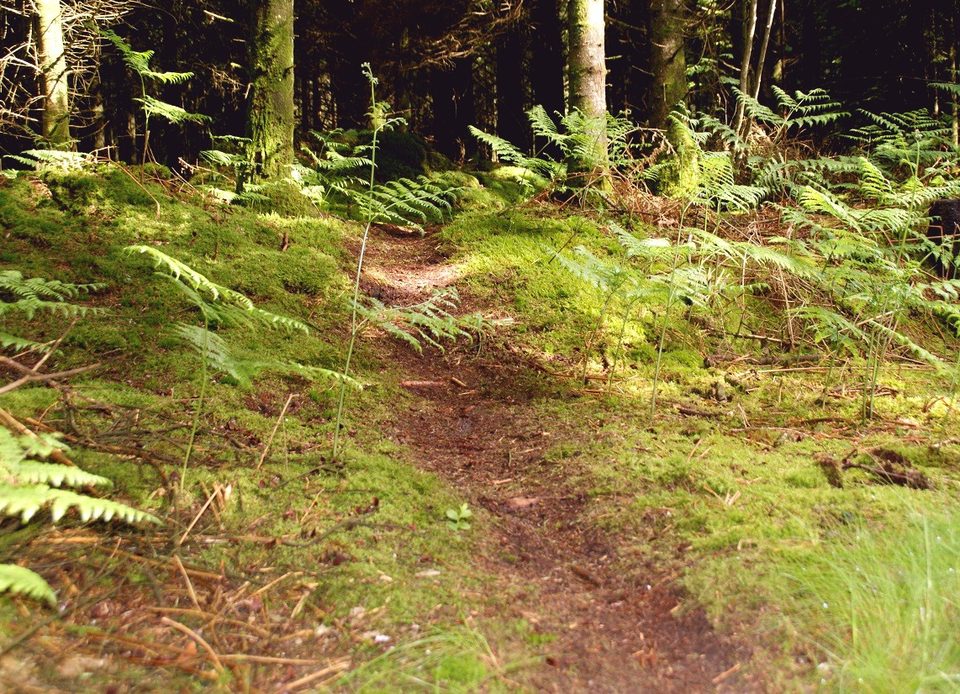 01 Les Petits Bois - Station de Trail® du Massif d'Ecouves