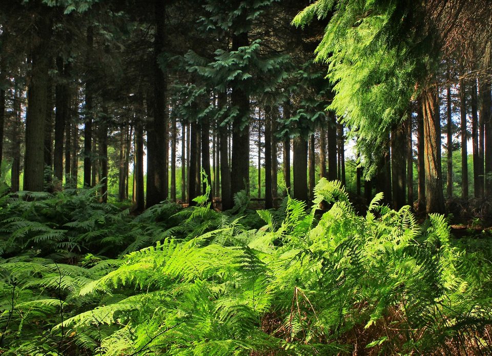 Forêt d'Ecouves, Normandie