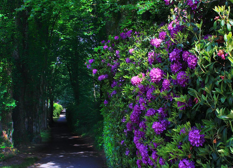 Chemin de Cerisy Belle Etoile