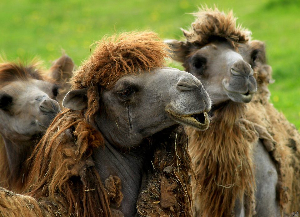 Parc animalier d'écouves