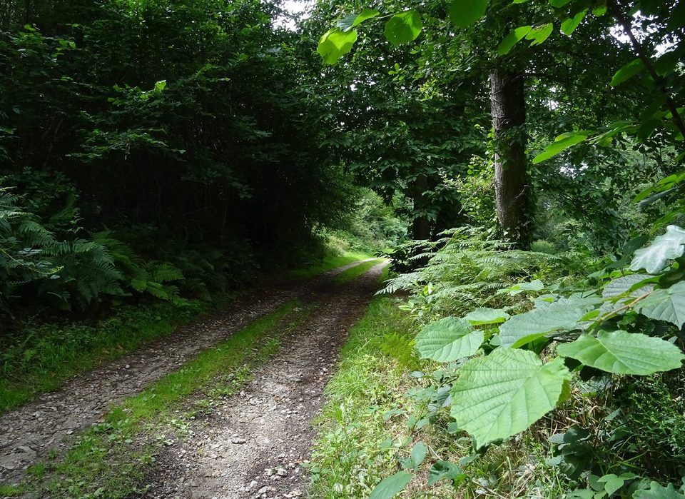Chemin de randonnée