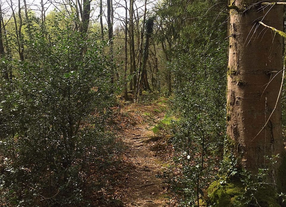 Chemins en forêt des Andaines