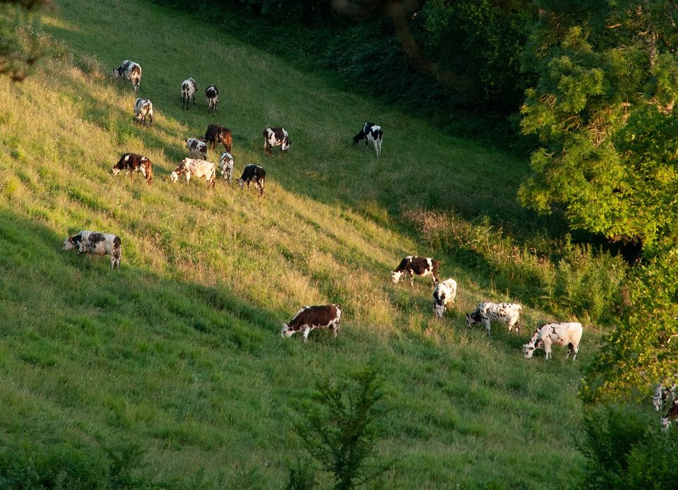 Coteaux historiques, Orne