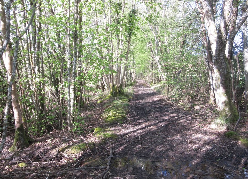 Chemins de résistance en Ecouves - Randonnée à pied