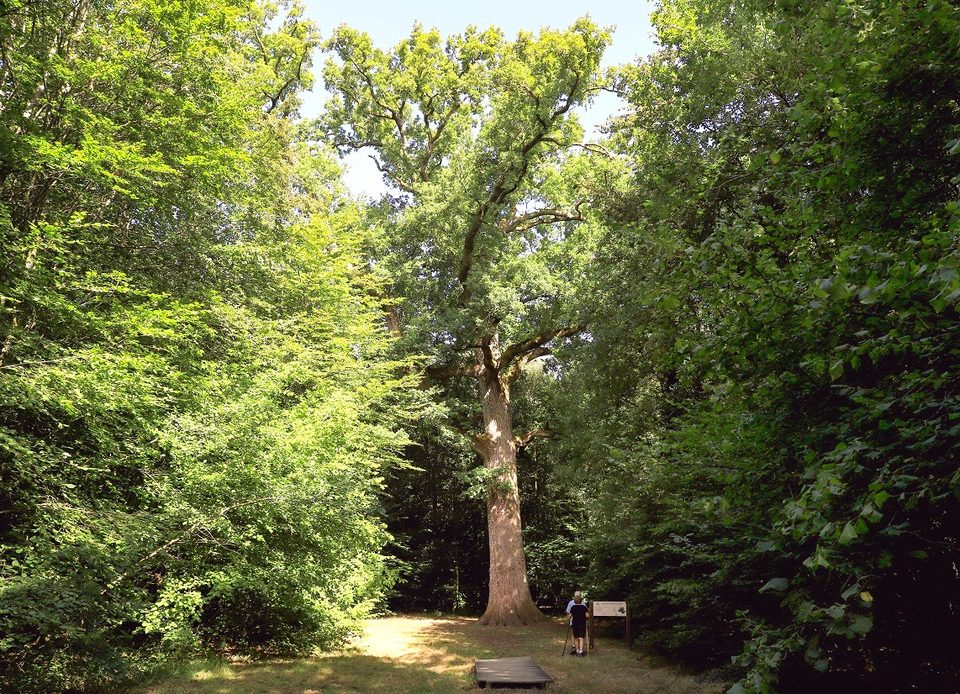 Le Rocher Broutin, Bagnoles de l'Orne - Randonnée à pied