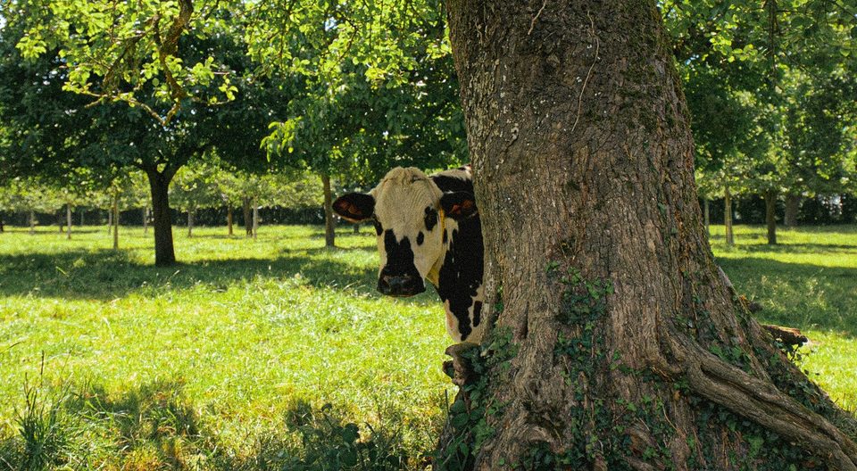Vache normande, Pays d'Auge