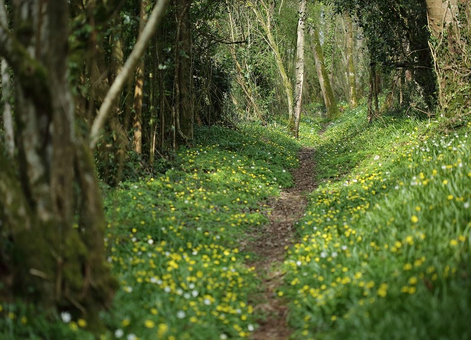 Chemin du Camp de Bierre, dans l'Orne en Normandie