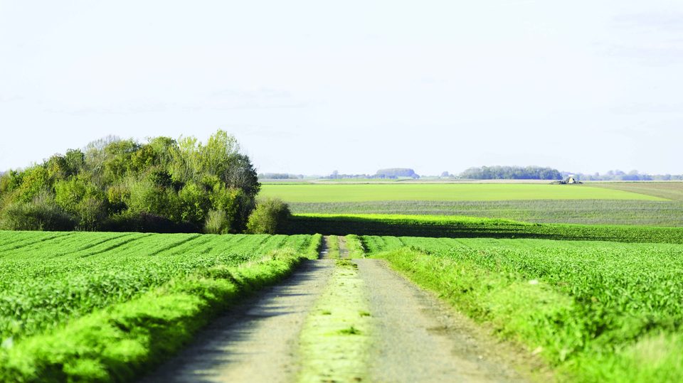 Les Mayes