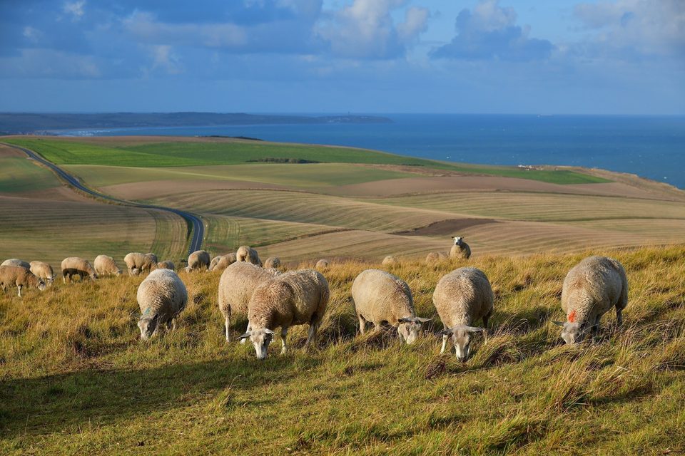 Le Cap Blanc-Nez