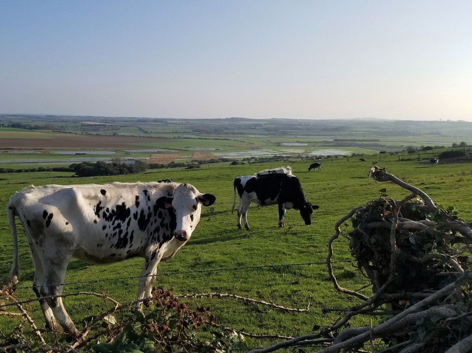 Copie de 20211019_Vaches et marais- Bazinghen