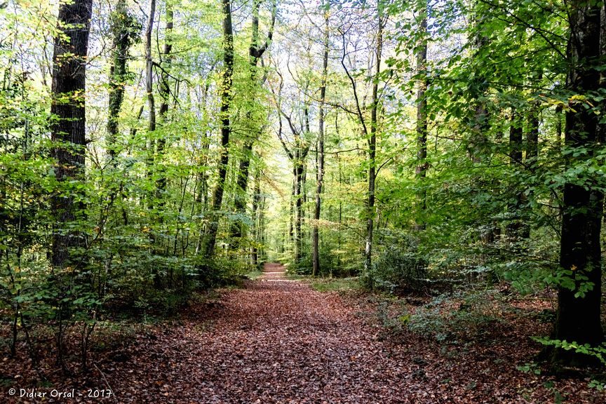 Les vieux arbres de la Gautrie