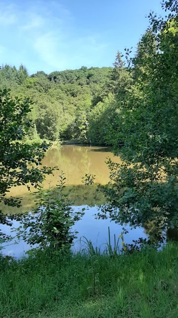 Les vieux arbres