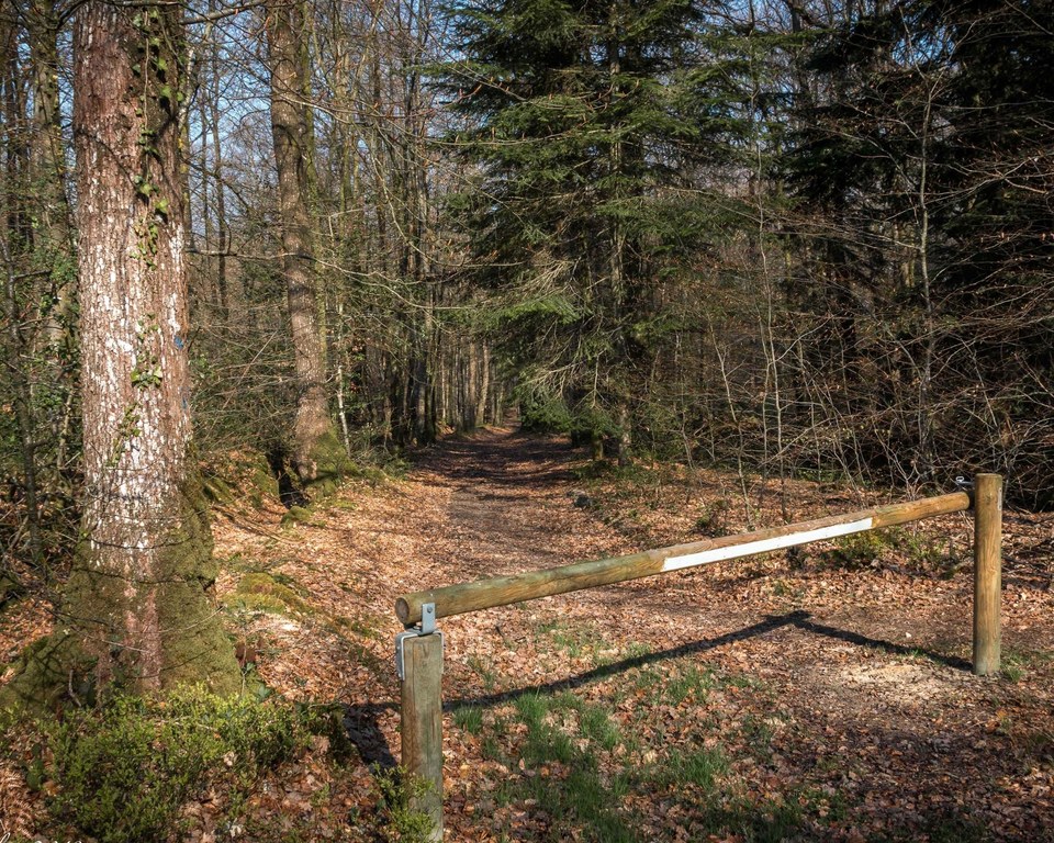 Soligny-la-Trappe chemin forestier 07743-2_RECADREE