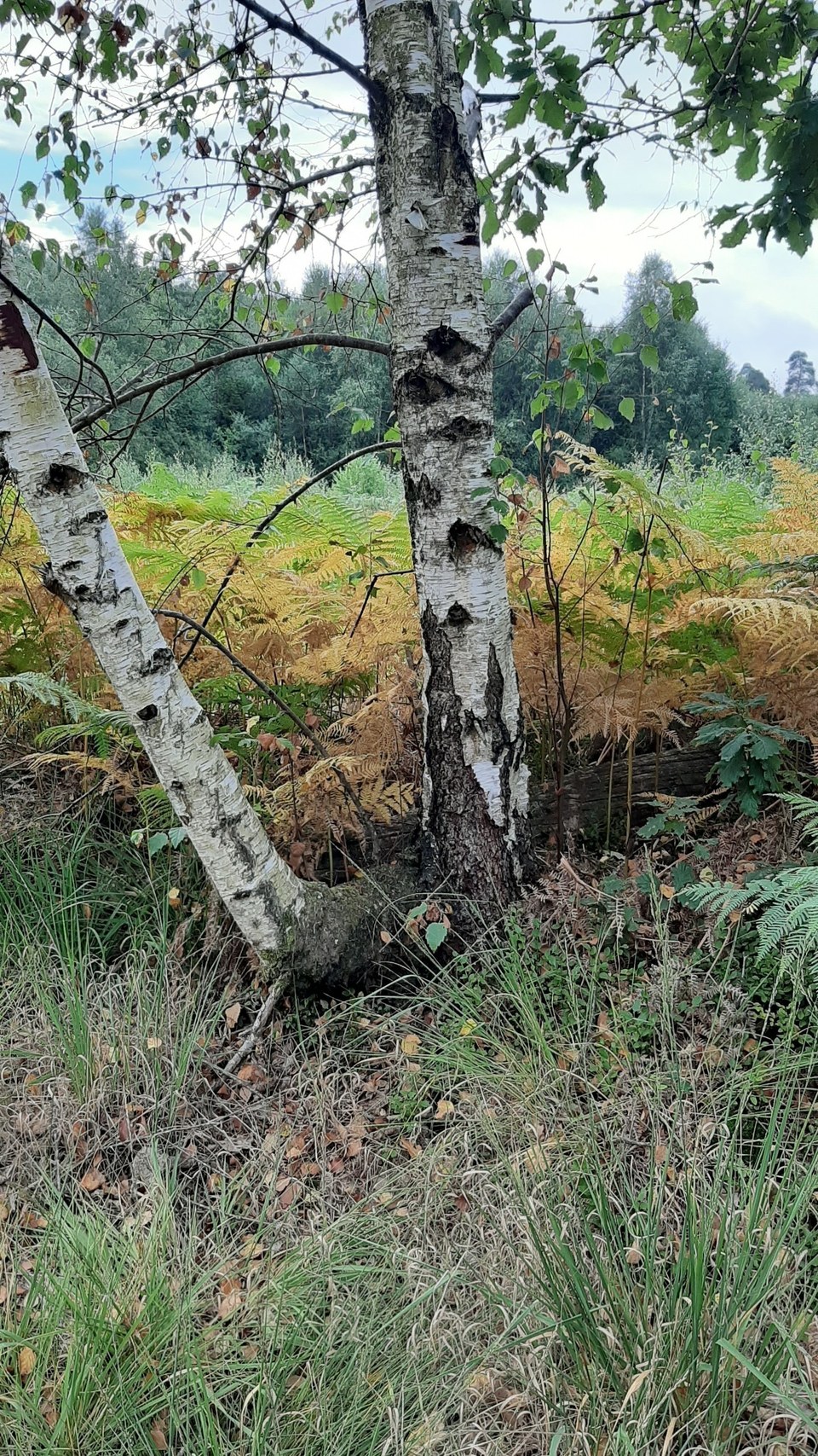La clairière de Bresolettes