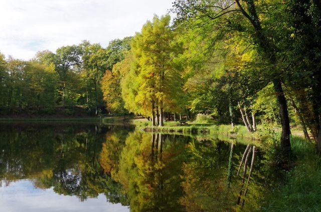 (circuit VTT Herse) FORET DE BELLEME (38)