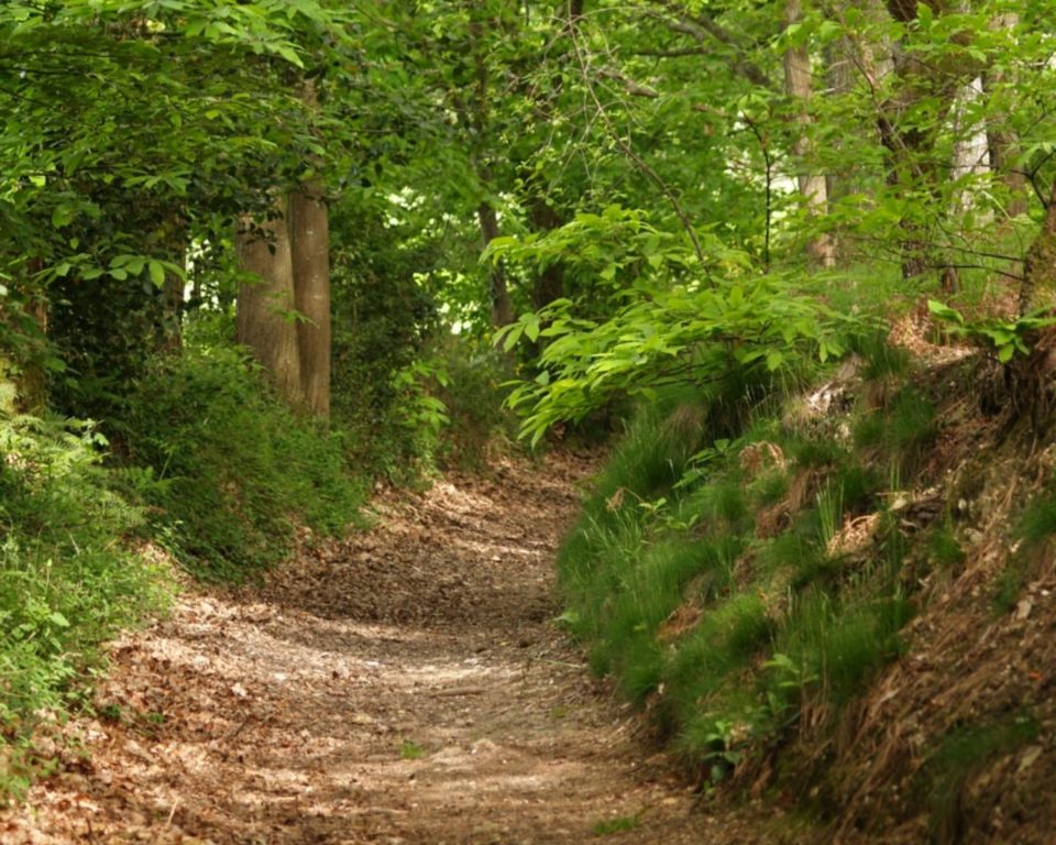 La forêt de Trahant