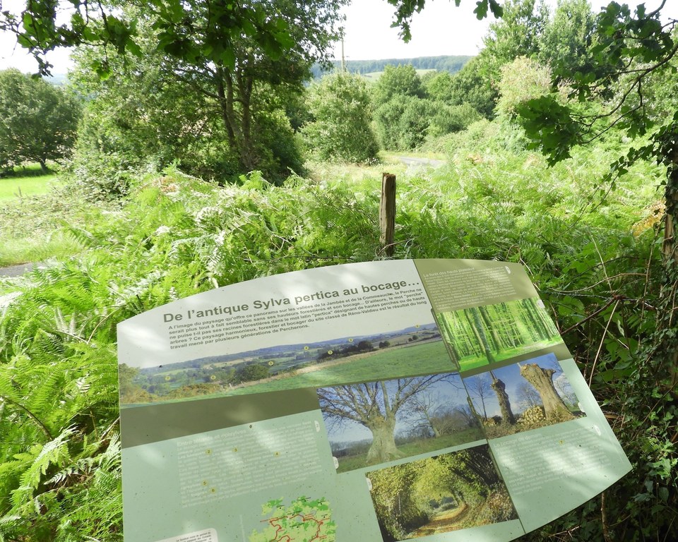 Le Bois des Sicots