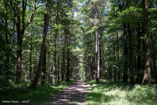 Neuilly-sur-Eure 00007 Foret de la Ferte-Vidame