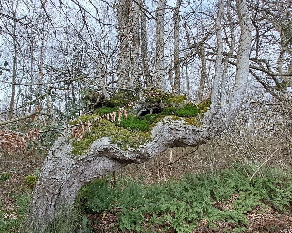 Ancienne carrière de sable de Bizou