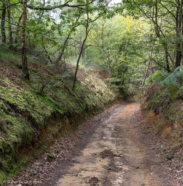 Forêt de Saussay © Didier Orsal