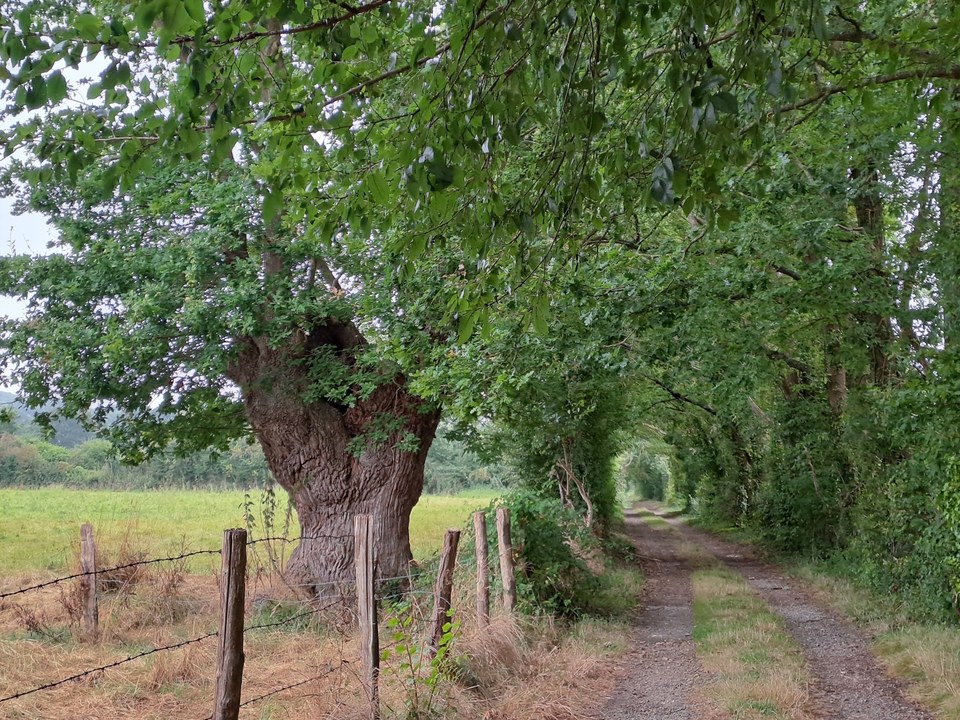 Autour-Bois-St-Georges (36)