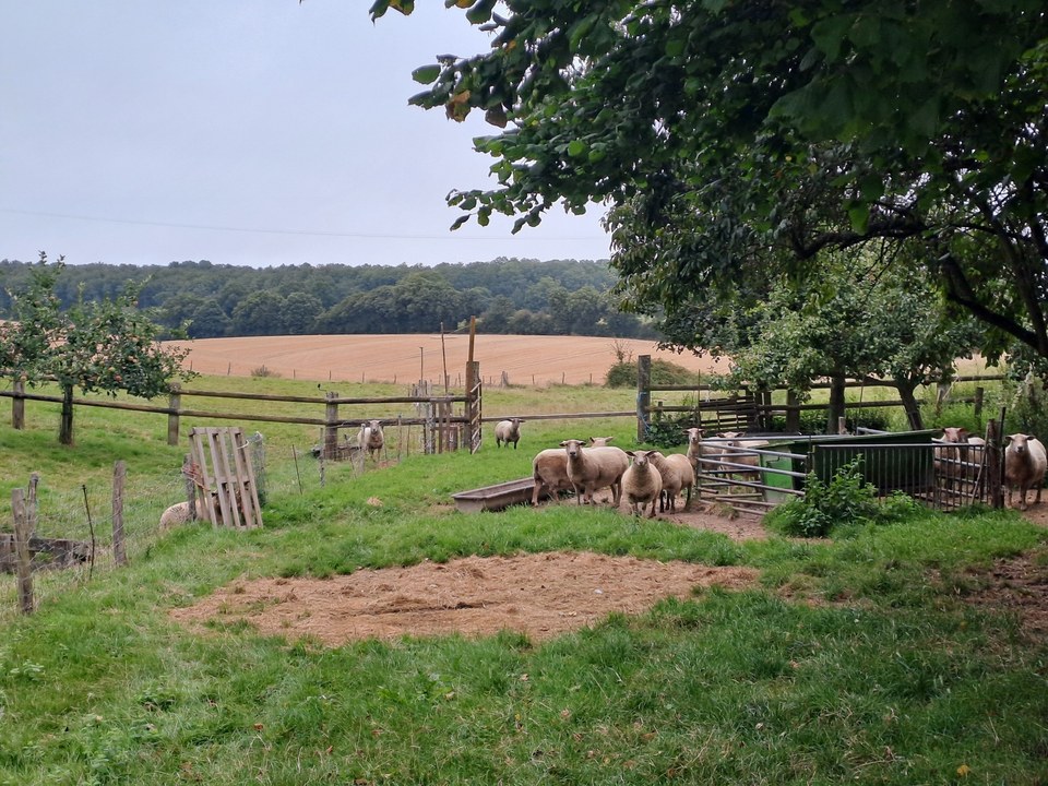 Autour-Bois-St-Georges (4)
