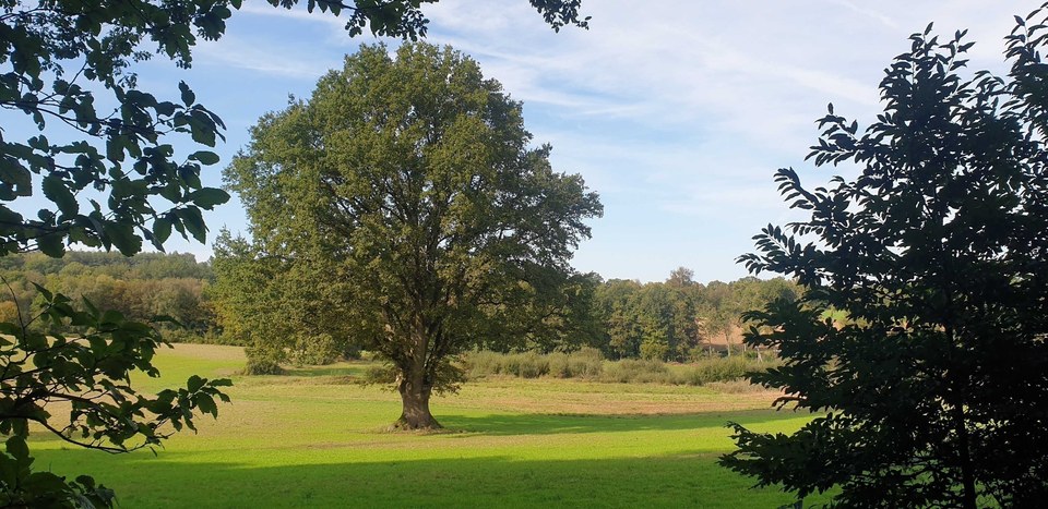 Chêne circuit le buisson