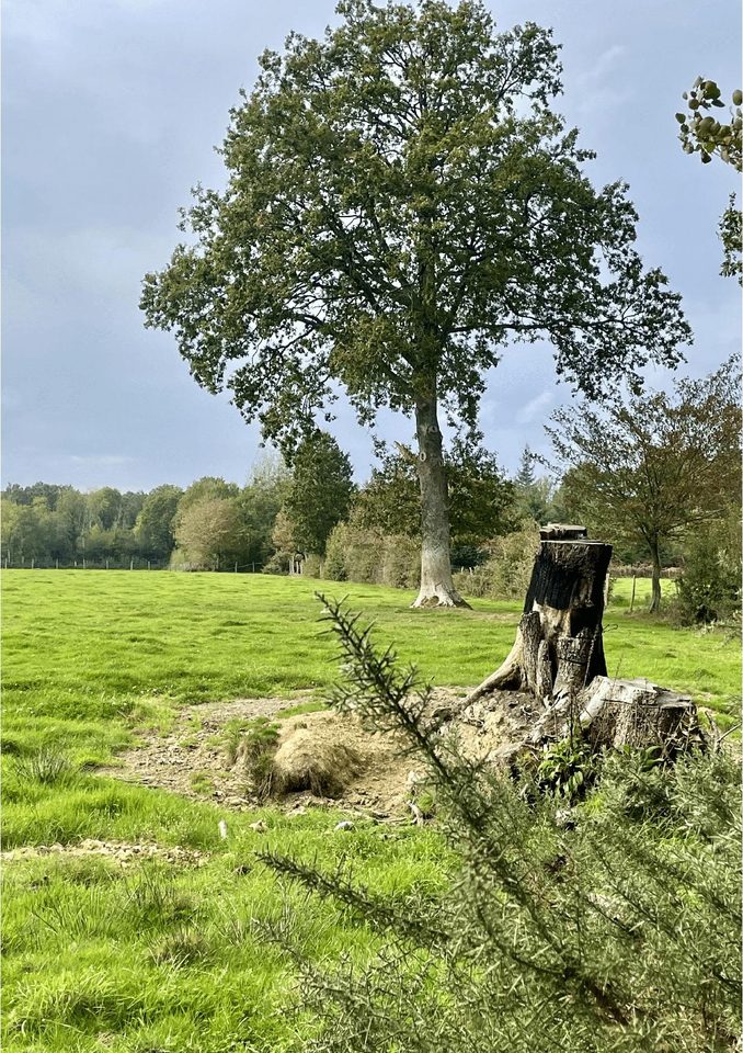 Arbre la Rosière