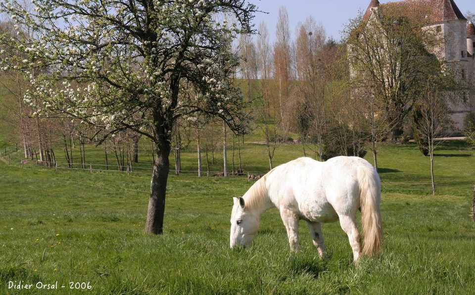Nocé Courboyer Chevaux 042