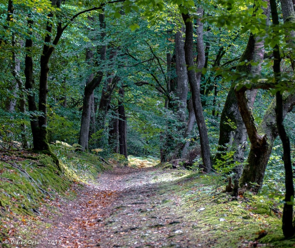 Senonches Forêt 04896