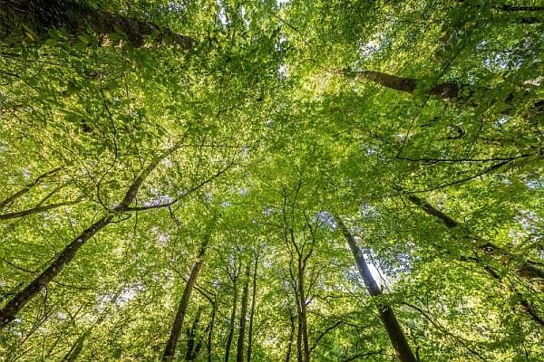 Foret-Senonches