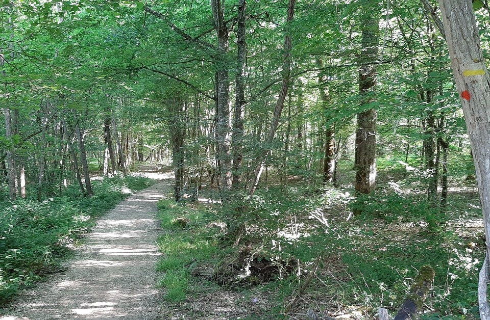 Bois des Perchets